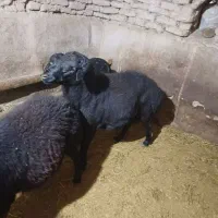 قوچ قره قزل مناسب نسل کشی