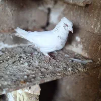 دوتا کبوتر دمبی کله ای|پرنده|شوشتر, |دیوار