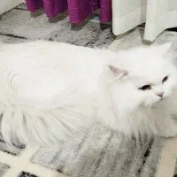 گربه پرشین ماده