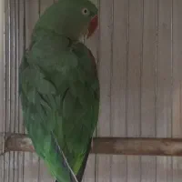 فروش تمامی طوطی ها و پرندگان زینتی