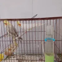 عروس هلندی نر وماده