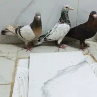 کفتر شهری|پرنده|شیراز, شهرک بهار|دیوار