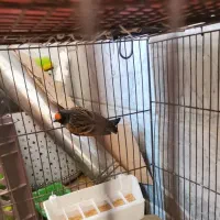 گلبسر نر عالی|پرنده|تهران, امام زاده عبدالله|دیوار