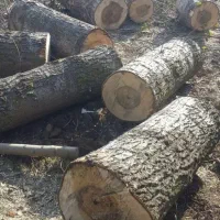 خرید درخت خرید چوب قطع برش تر وخشک|خدمات باغبانی و درختکاری|اهر, |دیوار