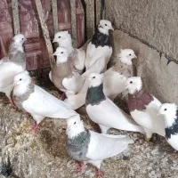 کبوتر طوقی|پرنده|سنندج, |دیوار