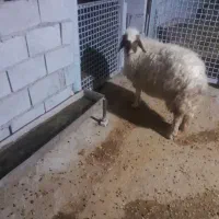 میش درجه یک ۳ورک