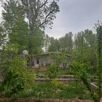 فروش درخت گردو( قطر 70 تا 80 و بسیار صاف و بلند)