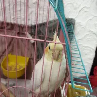 عروس هلندی|پرنده|فردیس, شهرک ناز|دیوار