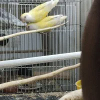 یک جفت کوتوله برزیلی معاوضه نرگسی قناری|پرنده|شیروان (خراسان), |دیوار