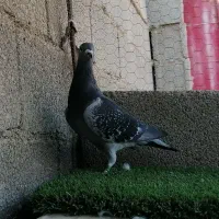 چاپی مسافت بلند|پرنده|برازجان, |دیوار