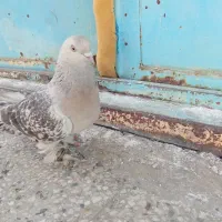 کبوتر طوق هفت‌رنگ و گوگ ترکی