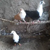 کبوترکلاغ