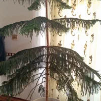 کاج مطبق سایز بزرگ|گل و گیاه طبیعی|مراغه, |دیوار