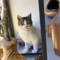 واگذاری گربه