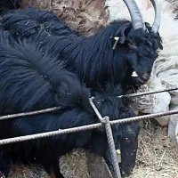 بره بزغاله نر