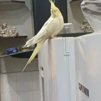 عروس هلندی لوتینو فوق دستی