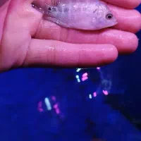 فلاور هورن|ماهی|ری, فیروزآبادی|دیوار