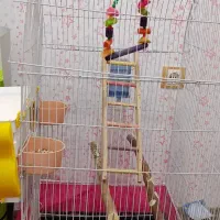 قفس بزرگ با تمام وسایل|لوازم جانبی حیوانات|سنندج, |دیوار