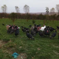 بوقلمون‌طبیعی|حیوانات مزرعه|مشگین شهر, |دیوار