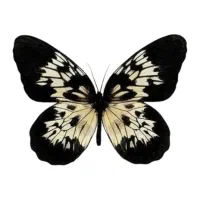 نیرو خانم جهت امورات منزل و‌مراقبت از دخترم