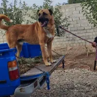 سگ سرابی|سگ|اردبیل, |دیوار