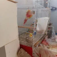 سلام کاشمرهستم یک عددگرینچیک نر تست شده دستی