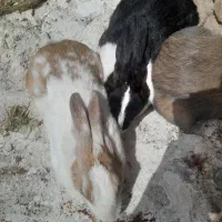 خرگوش