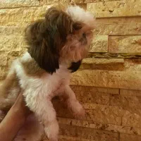 شیتزو ماده -  صورتش سوپر فلت -  با قیمت مناسب|سگ|پردیس, فاز ۳|دیوار