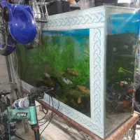 اکواریوم با ماهی|ماهی|اردکان, |دیوار