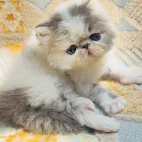 گربه اگزوتیک پرشین ( اگزاتیک) خالص کیفیت A پلاس