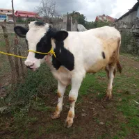 ۲عدد کل نر دورگ اصیل|حیوانات مزرعه|سنگر, |دیوار