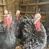 بوقلمون برنز محلی جوان|حیوانات مزرعه|ساوه, |دیوار