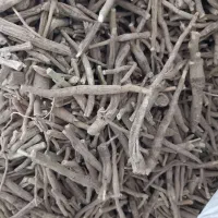 جینسینگ پاکستانی بوزیدان