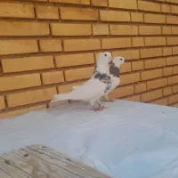 کبوتر طوقی جفت|پرنده|شوش, |دیوار