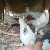 انواع کبوتر جفت کنی|پرنده|میناب, |دیوار
