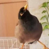 مرغ میناسخنگو