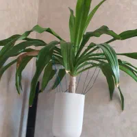 گل طبیعی بسیارزیبا