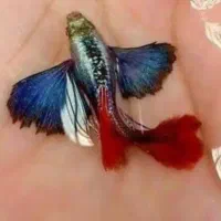 بچه گوپی ومولی . لجنخوار پوزه بوته
