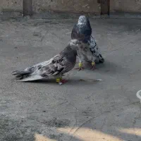 جفت کبوتر سرور نوک قناری