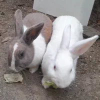 خرگوش نر و ماده|موش و خرگوش|بندر ترکمن, |دیوار