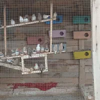 فنچ سرحال وعالی حدودا ۴۰ ۵۰ جفت|پرنده|چابهار, |دیوار