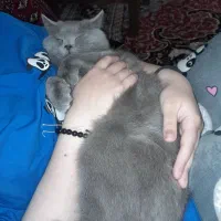 گربه بیریتیش اصیل