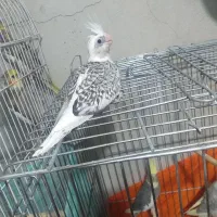 عروس هلندی سرلاکی|پرنده|تاکستان, |دیوار