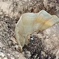 کتیرا