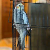 دو تا عروس هلندی نر شیطون|پرنده|مشهد, آزادشهر|دیوار