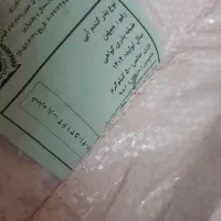 بذرگندم میهن اصلاح شده