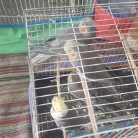 عروس هلندی|پرنده|دره شهر, |دیوار