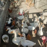 قوغاز و جوجه مرغ و فریح و اردک و نیمچه لاری|حیوانات مزرعه|ارومیه, |دیوار