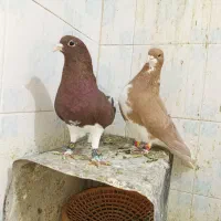 شهری