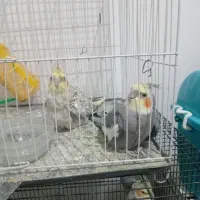 جفت عروس هلندی